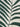 A close-up of the perfect tee green oasis extended sizing by Sanctuary Clothing shows bold, abstract dark green and white leaf patterns with thick curved lines extending from a central stem.
